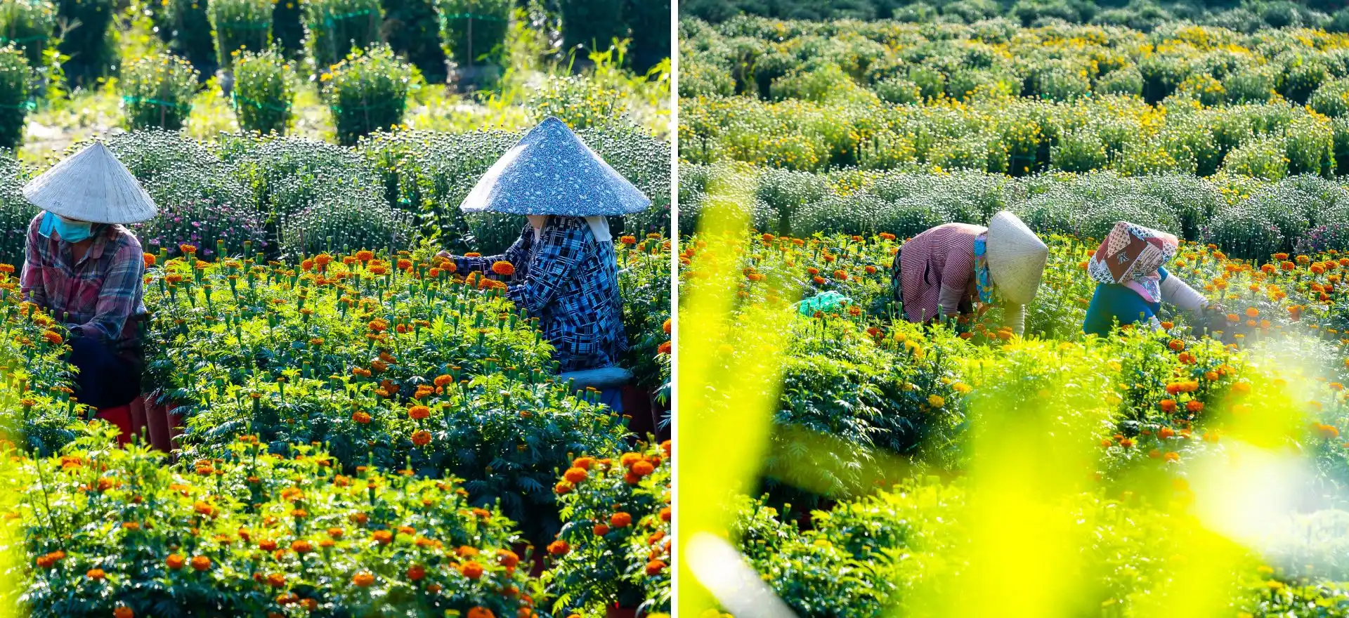 lang hoa my phong: suc song vuon choi sau mot mua hoa trac tro - 6