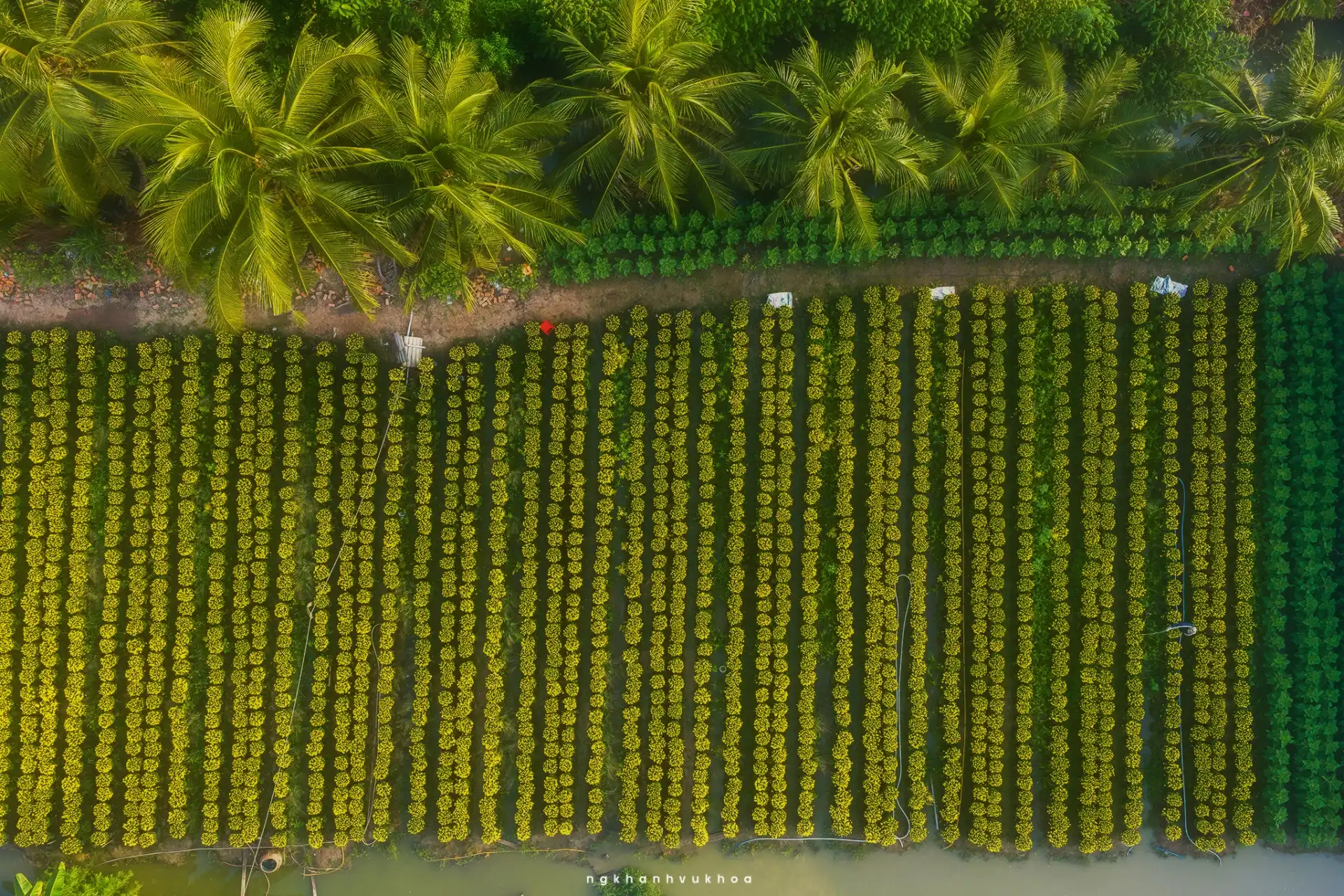 lang hoa my phong: suc song vuon choi sau mot mua hoa trac tro - 9